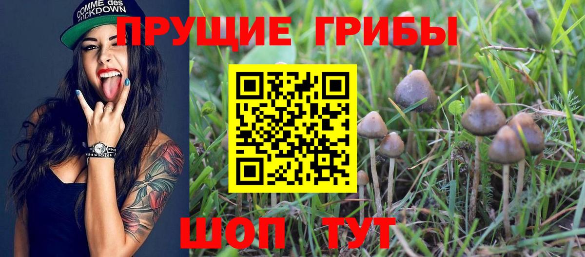 Псилоцибиновые грибы мицелий Сатка
